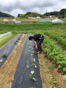 さつまいも