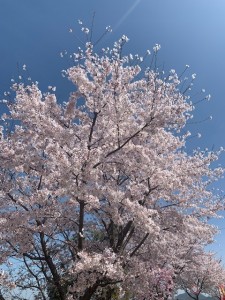 sakura